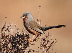 Dartford Warbler