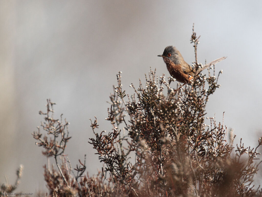 Dartford Warbler, identification