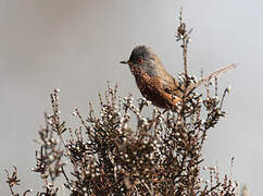 Dartford Warbler