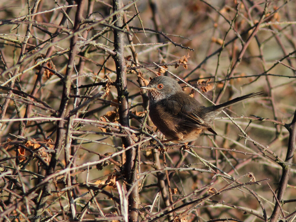 Fauvette pitchou, identification