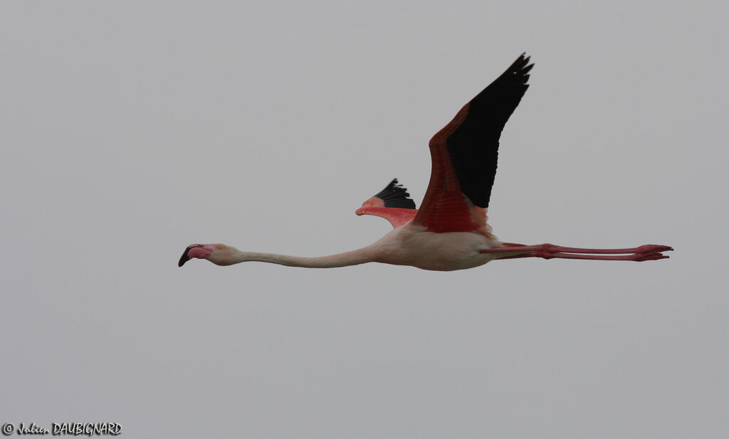 Greater Flamingo, Flight