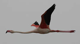 Flamant rose