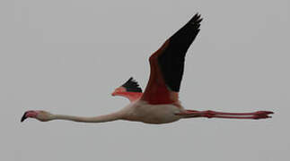 Greater Flamingo