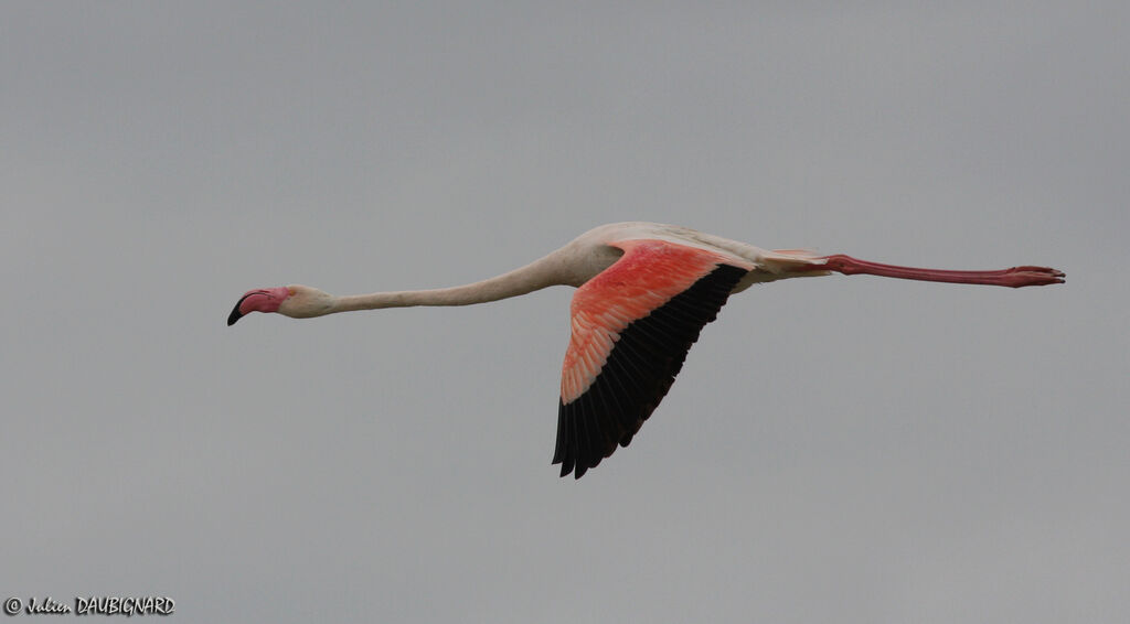 Greater Flamingo, Flight