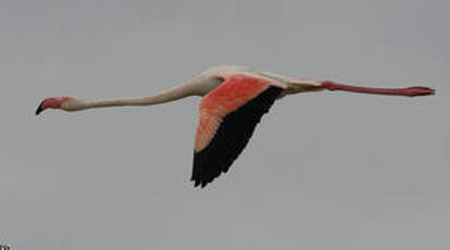 Flamant rose