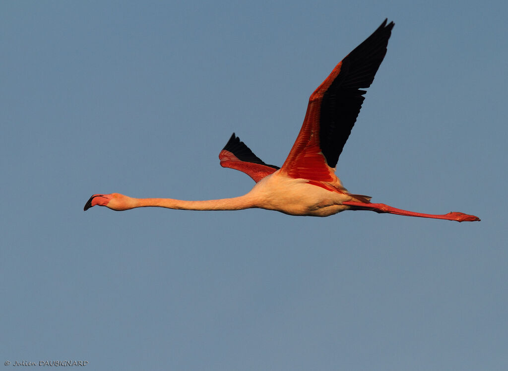 Greater Flamingoadult, Flight