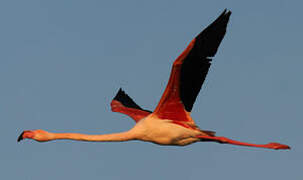 Flamant rose