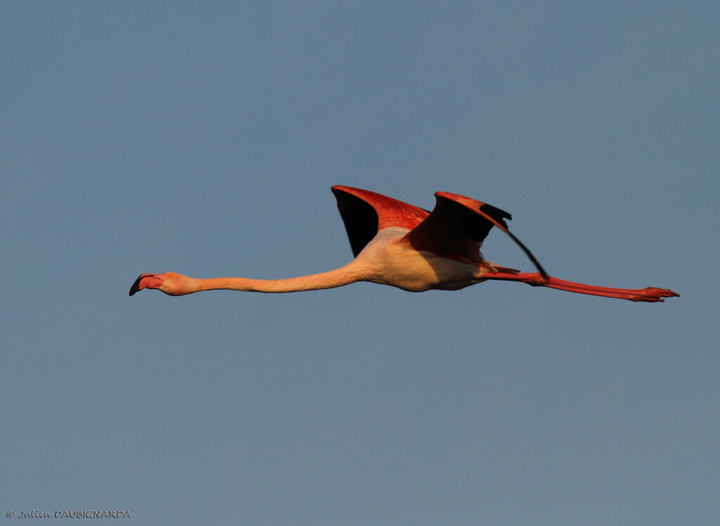 Greater Flamingoadult, Flight