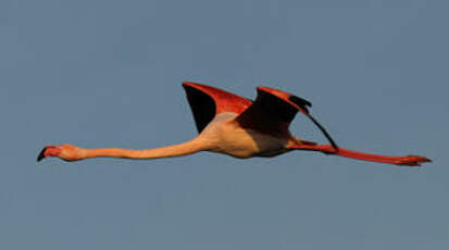 Flamant rose