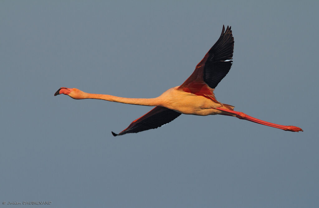 Greater Flamingoadult, Flight