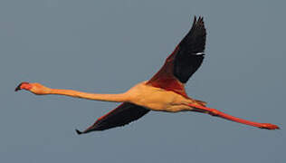 Greater Flamingo