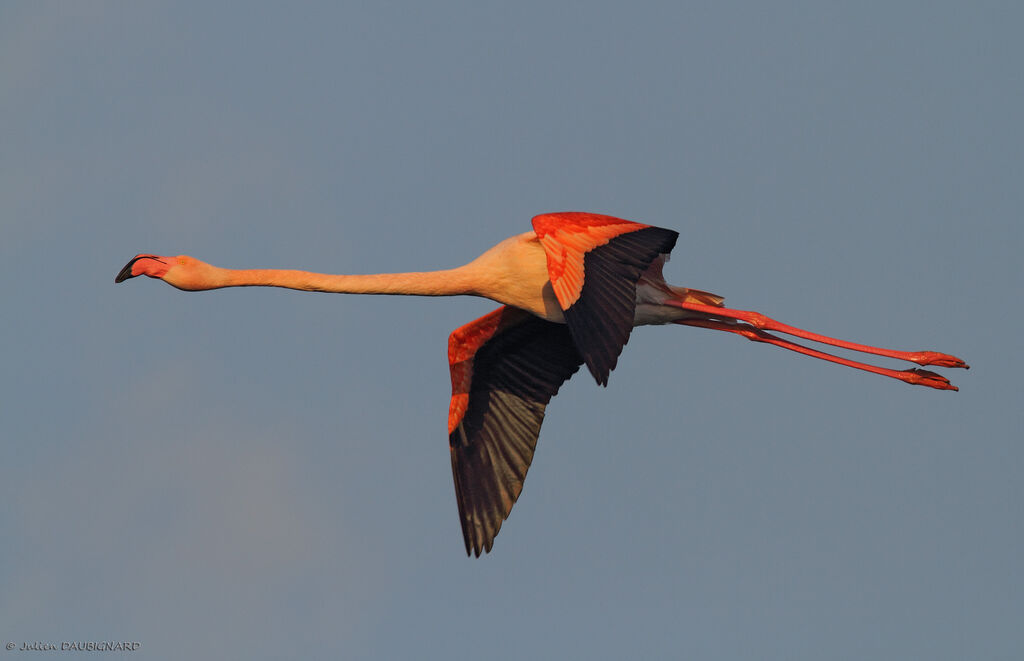 Flamant roseadulte, Vol