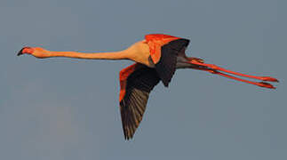 Greater Flamingo