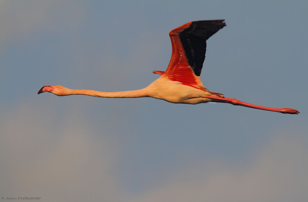 Greater Flamingoadult, Flight