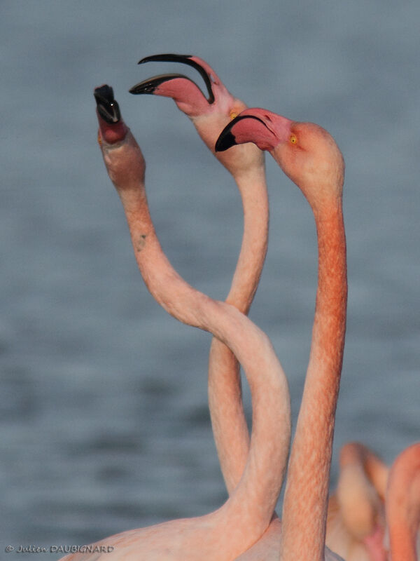 Flamant rose, Comportement