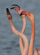 Flamant rose