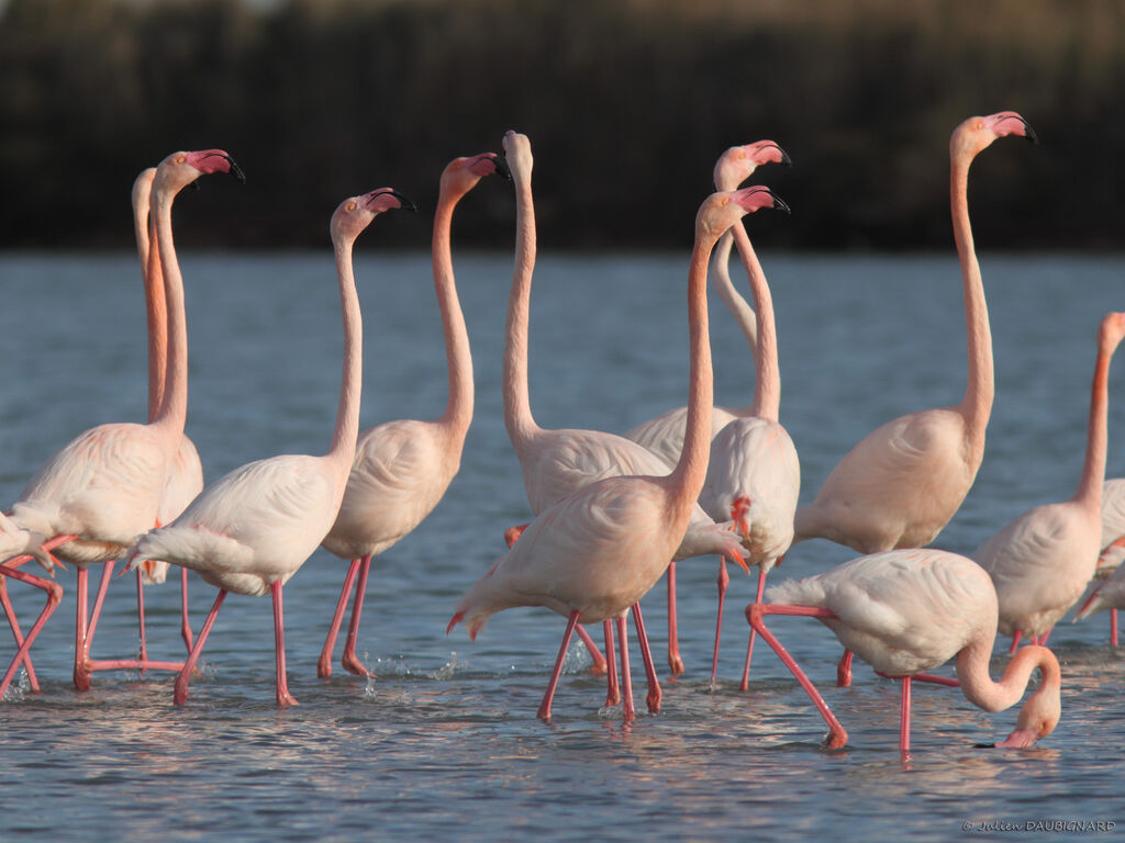 Flamant rose