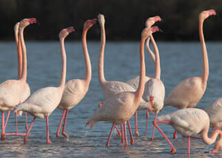 Flamant rose