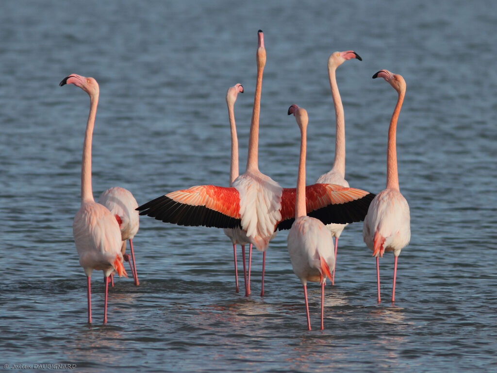 Flamant rose, Comportement