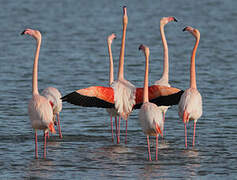 Greater Flamingo