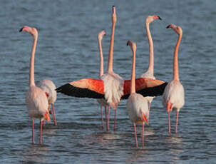 Flamant rose