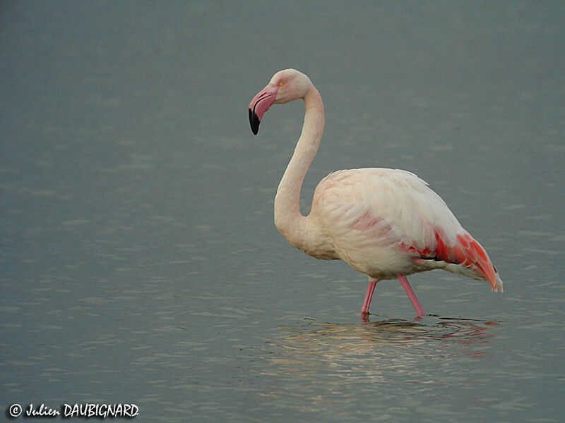 Flamant rose