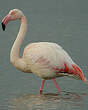 Flamant rose