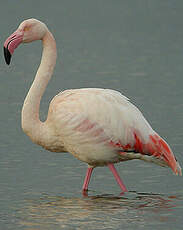 Flamant rose