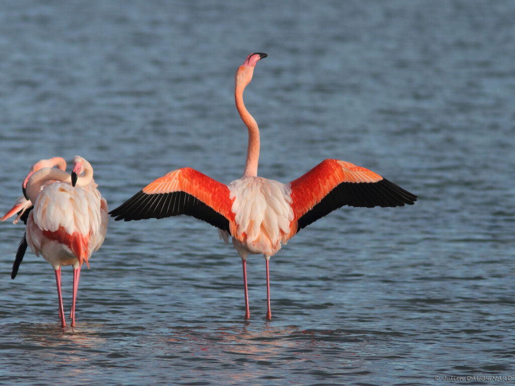 Flamant rose, identification, Comportement