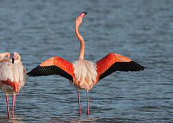 Flamant rose