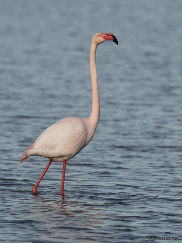 Flamant rose, identification