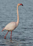 Flamant rose