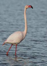 Flamant rose