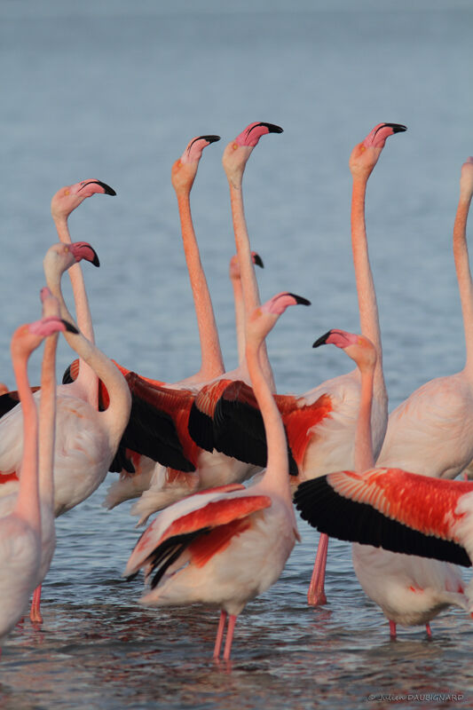 Greater Flamingo, Behaviour