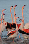 Greater Flamingo