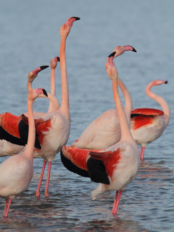 Flamant rose, Comportement