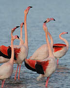 Greater Flamingo