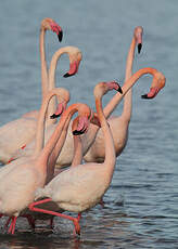 Flamant rose