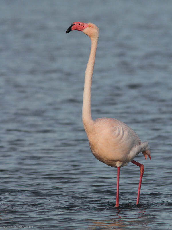 Flamant rose, identification