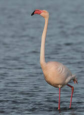 Flamant rose