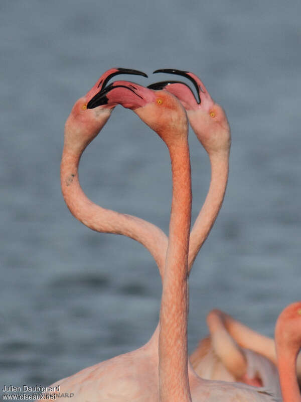 Greater Flamingoadult, courting display, Reproduction-nesting, Behaviour