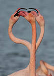 Flamant rose