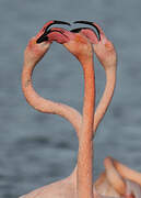 Greater Flamingo