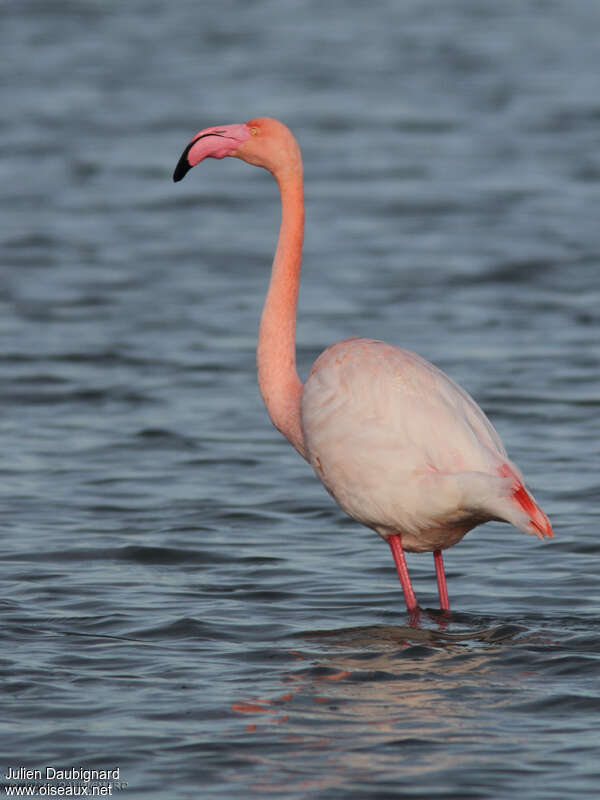 Flamant roseadulte, identification