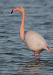 Flamant rose