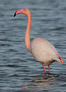 Flamant rose