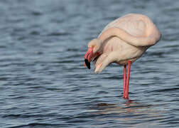 Greater Flamingo