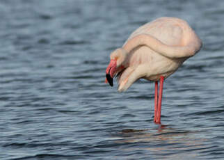 Flamant rose