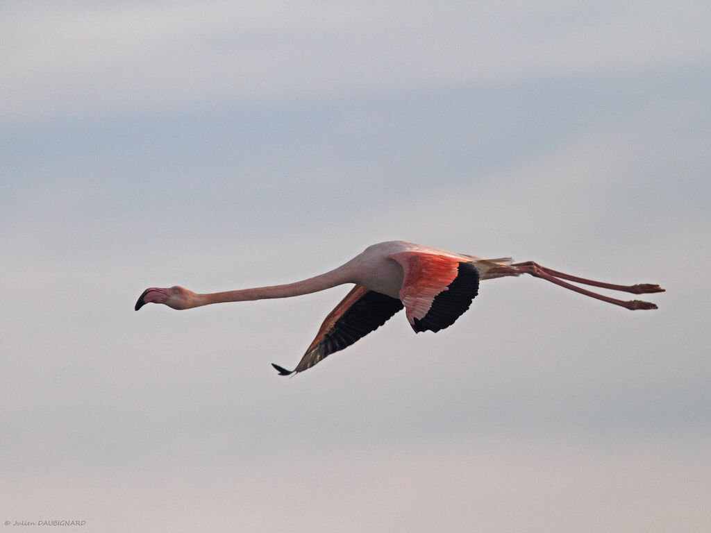 Greater Flamingo, Flight