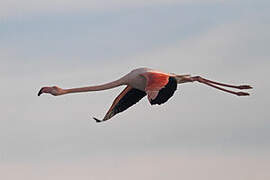 Greater Flamingo